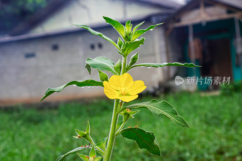 Ludwigia peruviana